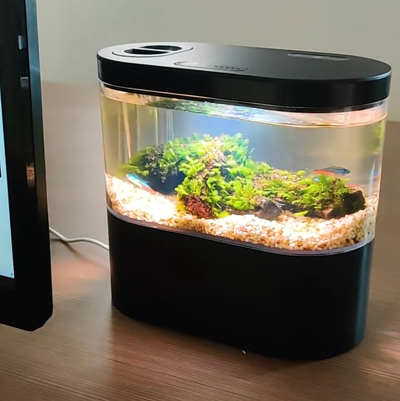 Mini Aquarium de bureau - Fontaine Raffinée -